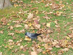Corvus monedula