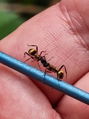 Polyrhachis rufifemur