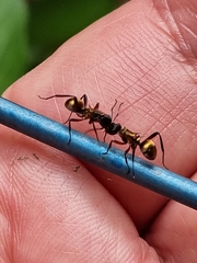 Polyrhachis rufifemur