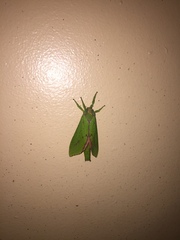 Aenetus eximia
