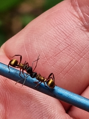 Polyrhachis rufifemur