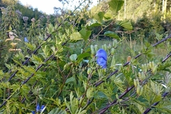 Aconitum napellus
