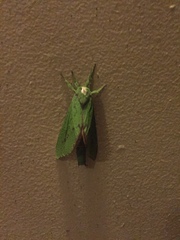 Aenetus eximia
