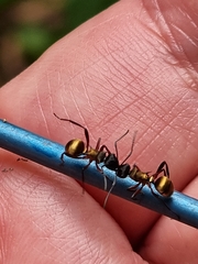 Polyrhachis rufifemur