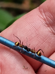 Polyrhachis rufifemur