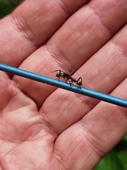 Polyrhachis rufifemur