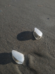 Amarilladesma mactroides