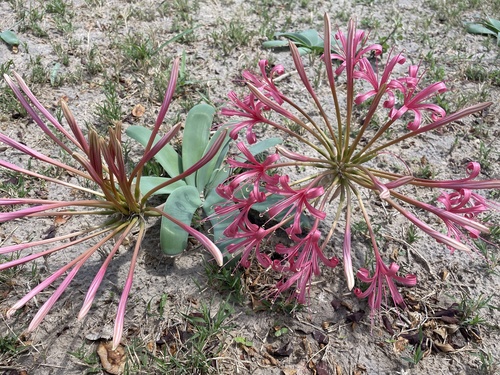Ammocharis tinneana