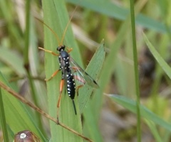 Echthromorpha intricatoria