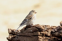 Linaria flavirostris