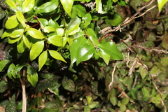 Syzygium francisii