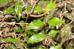 Syzygium francisii