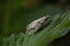 Diurnea fagella