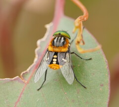 Scaptia auriflua