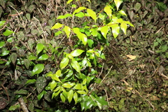 Syzygium francisii