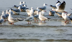 Chroicocephalus brunnicephalus