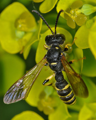 Cerceris arenaria