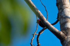 Ramphocelus nigrogularis