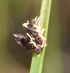 Schoenoplectus pungens