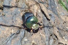 Proagoderus chalcostolus