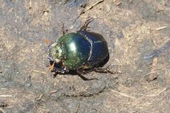 Proagoderus chalcostolus