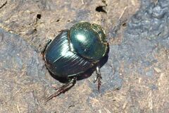 Proagoderus chalcostolus