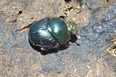 Proagoderus chalcostolus