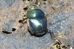 Proagoderus chalcostolus
