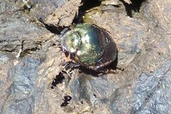 Proagoderus chalcostolus