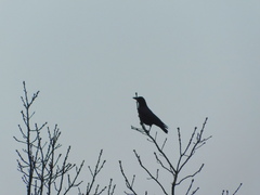 Corvus corone
