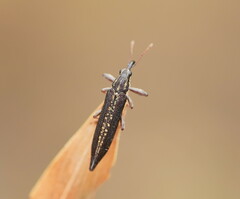 Rhinotia lineata