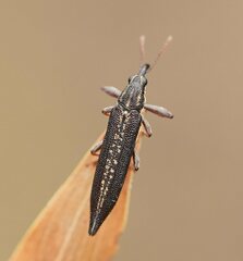 Rhinotia lineata