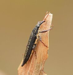 Rhinotia lineata