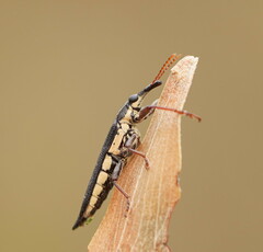 Rhinotia lineata