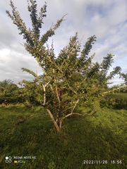 Crescentia cujete