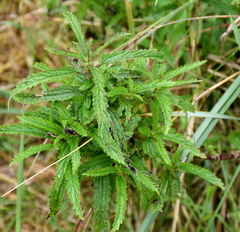 Urtica incisa