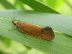 Delexocha ochrocausta