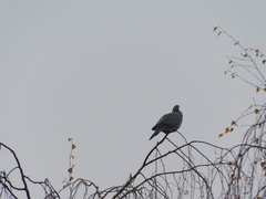 Columba palumbus