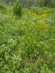 Rudbeckiinae