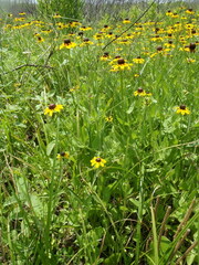 Rudbeckiinae