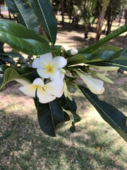 Plumeria