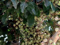 Ficus sycomorus