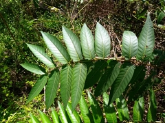 Image of Ailanthus altissima