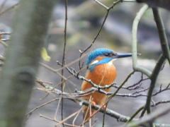 Alcedo atthis