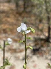 Hibiscus meyeri