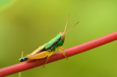 Caryanda spuria