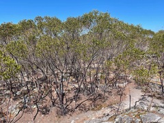 Leptospermum luehmannii