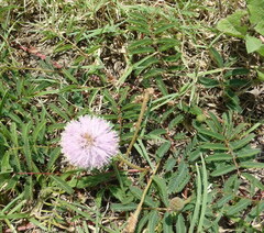 Mimosa microphylla