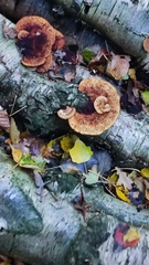 Gloeophyllum sepiarium