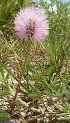 Mimosa microphylla